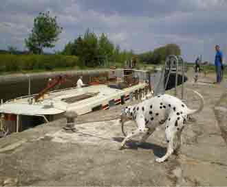 dalmatian at work hotel barge Beatrice